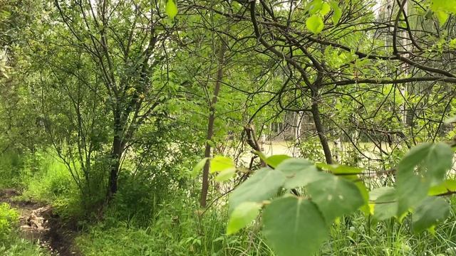 Невероятная природа и Вакай смотреть онлайн