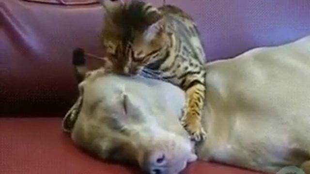 "Сeйчас ты уснёшь... А когда проснёшься, тeбя пeрeстанут раздражать кошки" смотреть онлайн