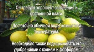 Выращивание лимона. Бизнес идея