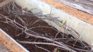 Открытие винограда в Сибири