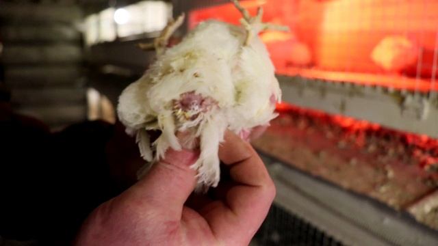 Как отличать молодых техасских перепёлок Петуха и курицу смотреть онлайн