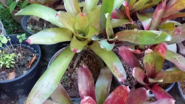 BROMELIAD PLANT...KHULASA GARDEN