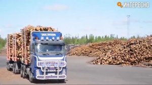 Как делают фанеру. Деревообработка от А до Я.