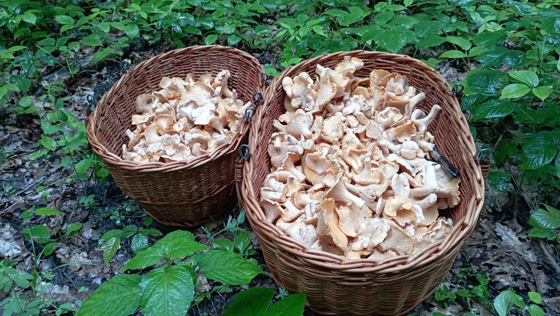 По ГРИБЫ под дождём 4 июня 2023 года. смотреть онлайн