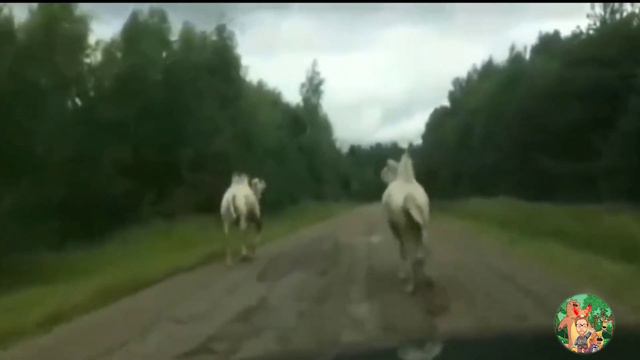 Лучшие Приколы за февраль 2019 | Топ |лучшая подборка видео смотреть онлайн