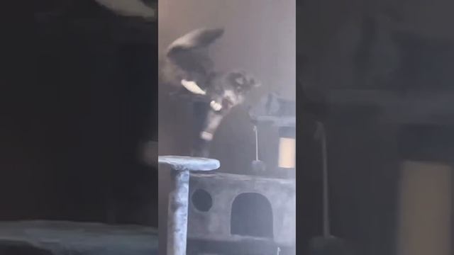 PUFF, cat nipping смотреть онлайн