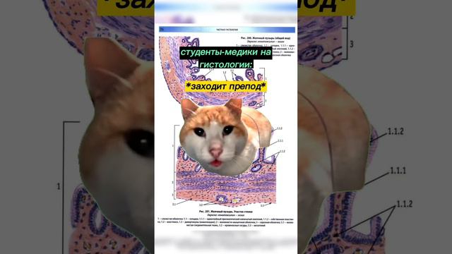 Ты Не Ты, Когда Голоден!