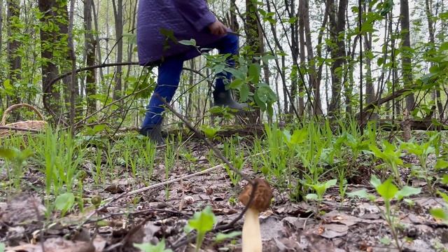 ГРИБНИК НЕ ПОВЕРИЛ СВОИМ ГЛАЗАМ ? ЭТА ПОЛЯНКА ВСЯ УСЕЯНА СМОРЧКАМИ ? ГРИБЫ В ПОДМОСКОВЬЕ 2023 смотреть онлайн