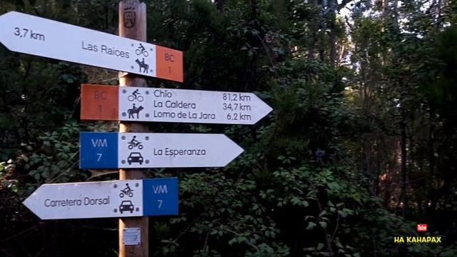 ХЭЛЛОУИН на Тенерифе | Грибы, Инжир, Каштаны | На Канарах