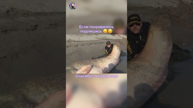 Огромный рекордный сом смотреть онлайн