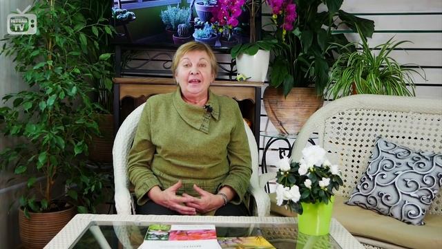 Почему не плодоносит слива? ? Какие типы сливы опыляются между собой? ? Обзор hitsadTV смотреть онлайн