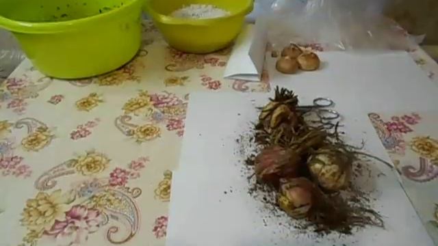 Лилии поступили в продажу 27. 01. 2022 смотреть онлайн