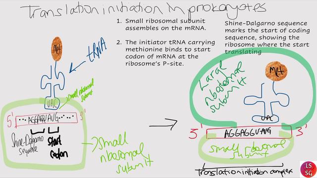 Protein Synthesis ( Part 2) :Translation in eukaryotes and prokaryotes смотреть онлайн