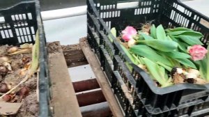 Как хранить луковицу после выгонки?