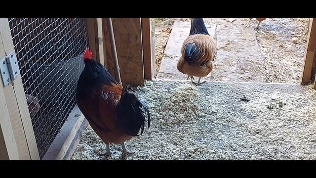 ОПАСНОЕ для кур ПЕРЕОХЛАЖДЕНИЕ/ ГИПОТЕРМИЯ У КУР НЕСУШЕК смотреть онлайн