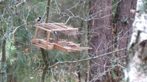 Ловля птиц.Путанка,западок.Клесты,московки.