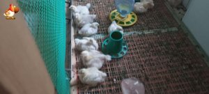 Выключать свет бройлерам или пусть горит всегда ❓??