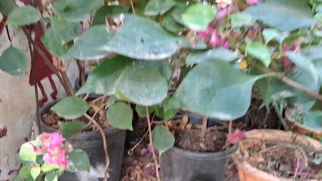 WINTER ME DOUBLE COLOUR VERIGATED BOUGAINVILLEA LAGA LIJIYE.. смотреть онлайн