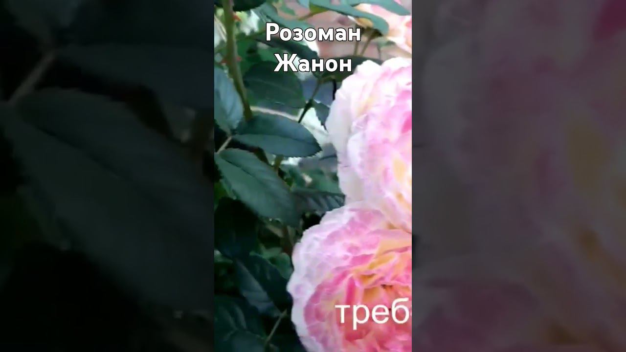 Розоман Жанон смотреть онлайн