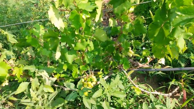20160801 Виноград Фавор смотреть онлайн