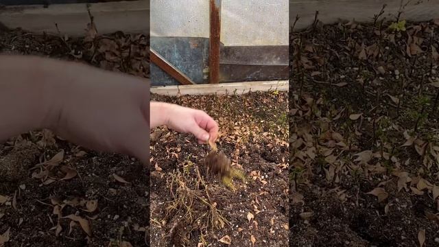 Укоренённые черенки барбариса #барбарис #саженцы #черенки #черенкование #садовыедела смотреть онлайн