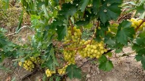 @Виноград Сенатор Бурдака А В  Вкусный, хороший виноград