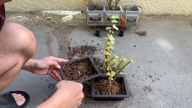 Beginner's First Bonsai Elephant Bush-Portulacaria Afra смотреть онлайн