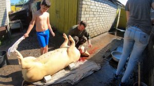 Новинка . Как зарезать свинью. Зарезал свинью 100 кг.