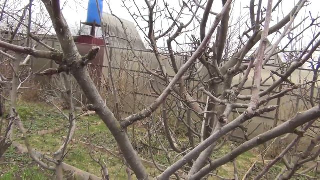 Как ОБРЕЗАТЬ ЯБЛОНИ для ПЛОДОНОШЕНИЯ, ч. 3 Весенняя обрезка сада смотреть онлайн