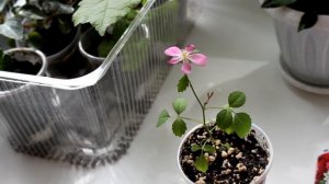 Роза - крылья ангела из семян. [Надежда и мир]