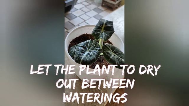 Black Velvet | Alocasia reginula || Plant Care Tips | Episode 3 смотреть онлайн