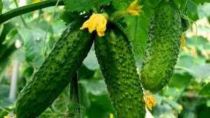 ОГУРЕЦ  Амур F1 Описание гибрида