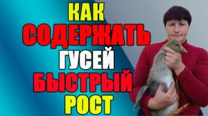 Как содержать гусей. Быстрый рост.