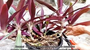 Цветок рео — уход в домашних условиях