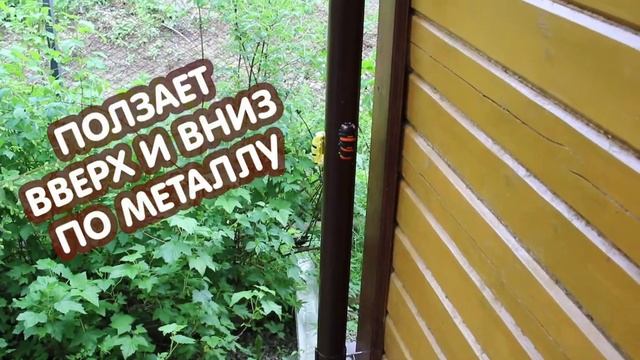 Гусеница Магна – оригинальная электро-механическая игрушка смотреть онлайн