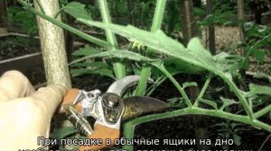 Томат Бобкат