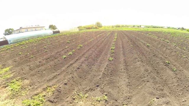 Результат повторного окучивания смотреть онлайн