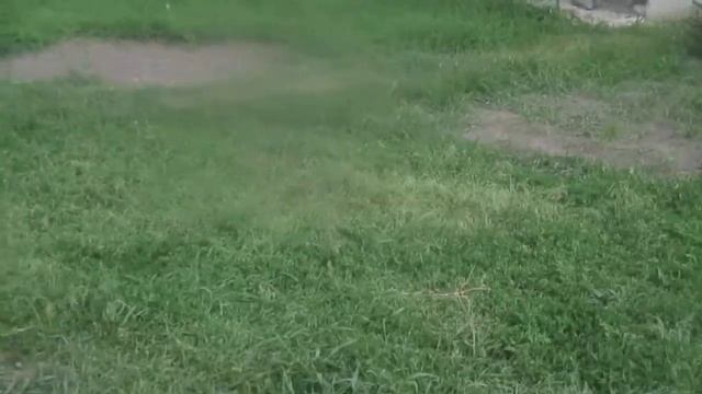 головатые бойные голуби смотреть онлайн