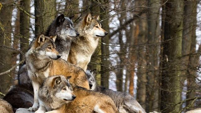 Звуки волков (Разный волчий вой) | (1 Минута) смотреть онлайн