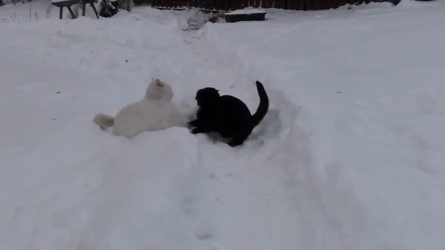 Снежные игры котов! смотреть онлайн