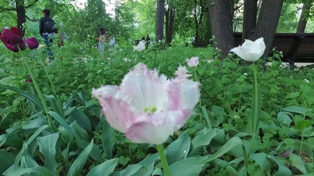 Beautiful Tulips смотреть онлайн