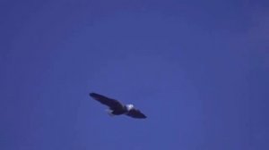 Ворон, единственная птица, которая клюёт ОРЛА.