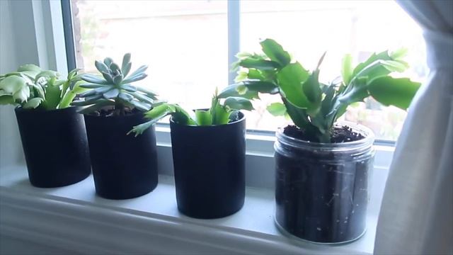 How to Propagate Christmas Cactus  - 100% Success | 게발선인장