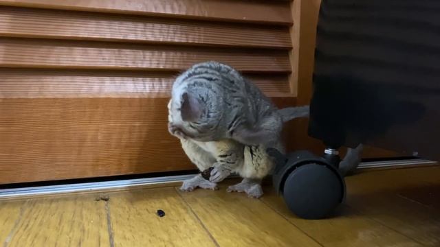 【ショウガラゴ　プラム　初めてのブルーベリー?】プラムの成長日記 511 смотреть онлайн