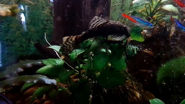 Очистка аквариумных растений от водорослей с помощью перекиси водорода смотреть онлайн