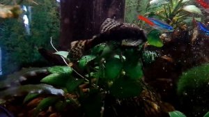 Очистка аквариумных растений от водорослей с помощью перекиси водорода