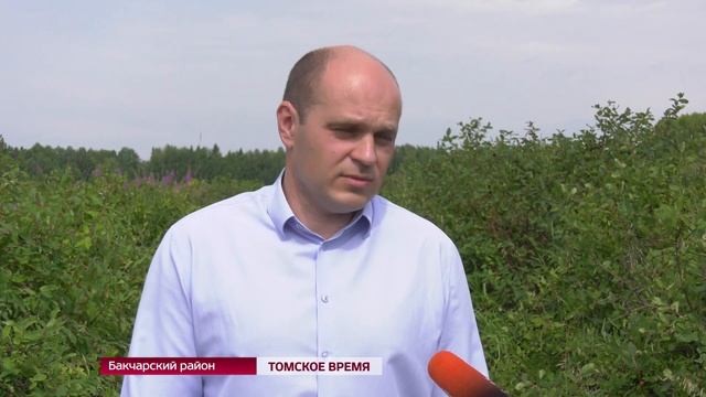 Сбор жимолости заканчивается в садоводческом хозяйстве области смотреть онлайн