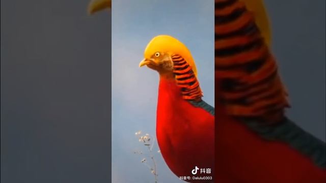 Trump Bird? Golden pheasant - Amazing Animals смотреть онлайн