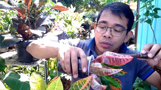GAANO KA-EFFECTIVE ANG "ICU" | MGA CROTON PLANT CARE TIPS SA DULO NG ROAD 8 смотреть онлайн