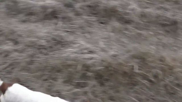 Прогулка с фокстерьером 27.12.2014 г. смотреть онлайн